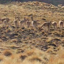 Vicunas on the way back to the Laguna Verde